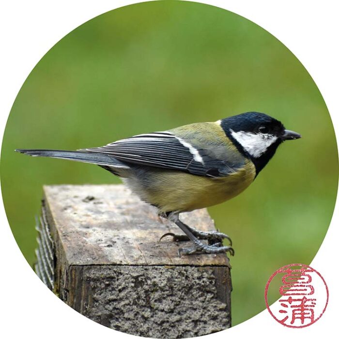 Koolmees – Parus major