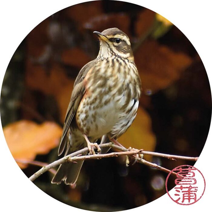 Koperwiek – Turdus iliacus