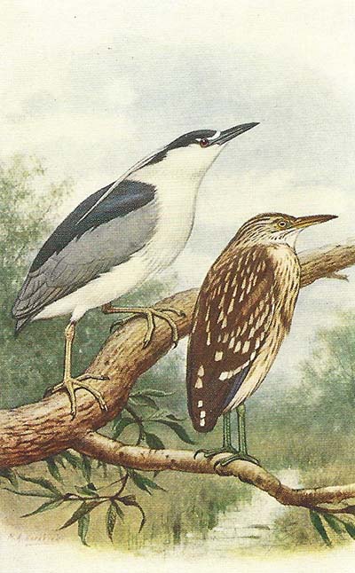 Kwak – Nycticorax nycticorax
