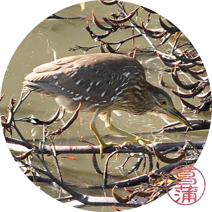 Kwak – Nycticorax nycticorax