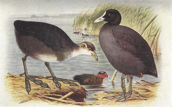 Meerkoet – Fulica atra