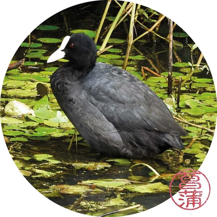Meerkoet – Fulica atra