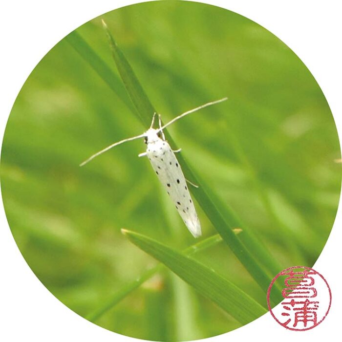 Meidoornstippelmot – Yponomeuta padella