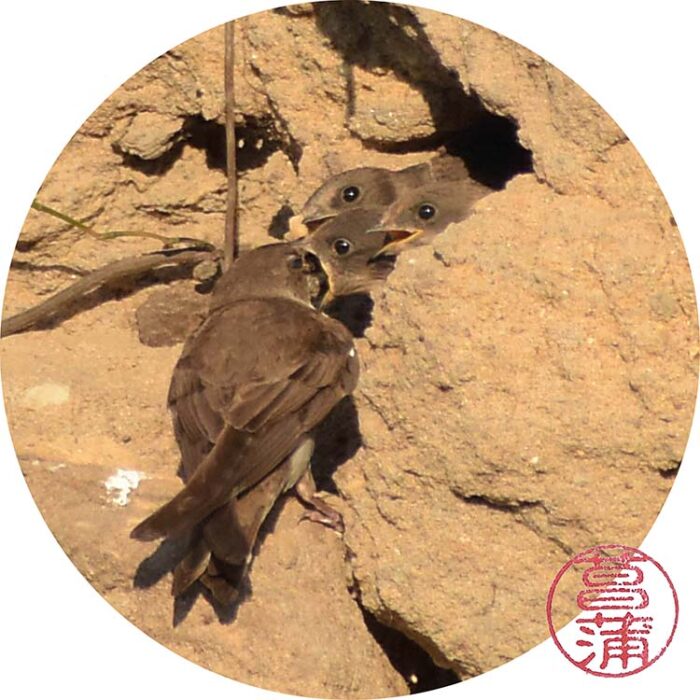Oeverzwaluw – riparia riparia