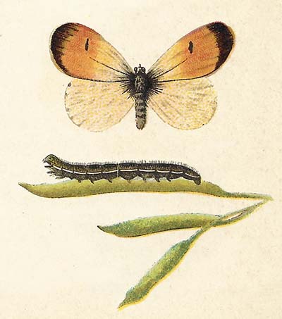 Oranjetipje – Anthocharis cardamines