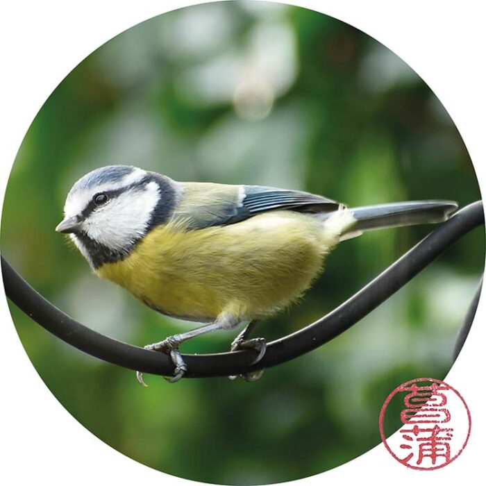 Pimpelmees – Cyanestes caeruleus