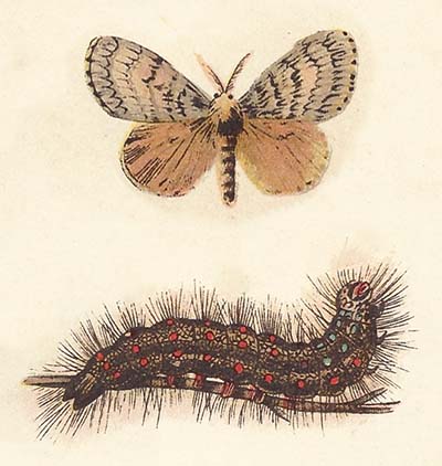 Plakker – Lymantria dispar