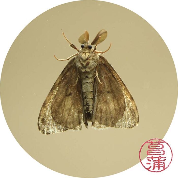 Plakker – Lymantria dispar