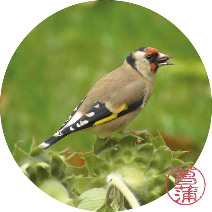 Putter – Carduelis carduelis