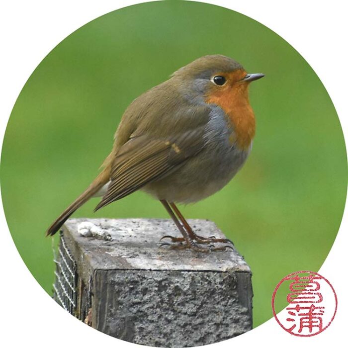 Roodborst – Erithacus rubecula