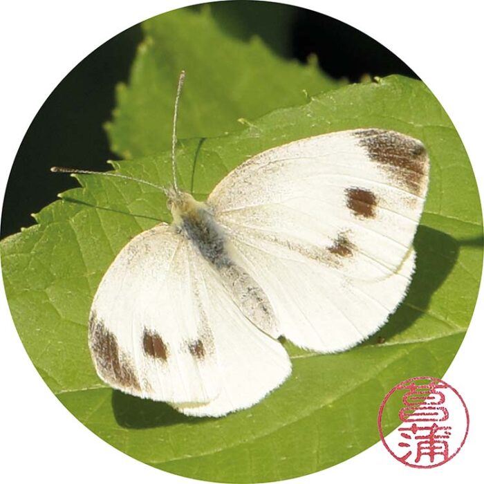 Scheefbloemwitje – Pieris manii
