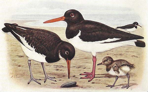 Scholekster – Haematopus ostralegus