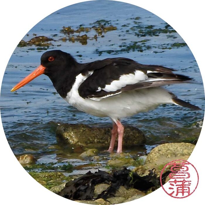 Scholekster – Haematopus ostralegus