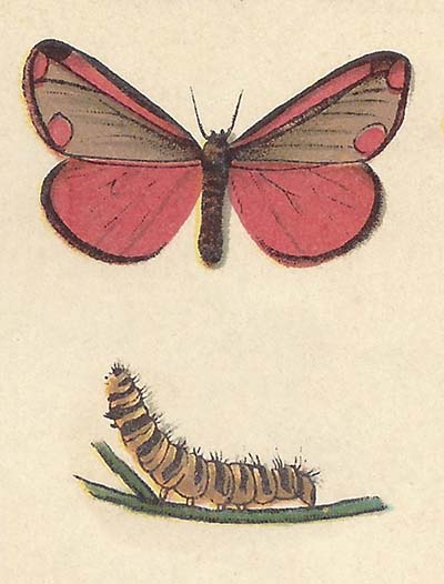 Sint-Jacobsvlinder – Tyria jacobaeae