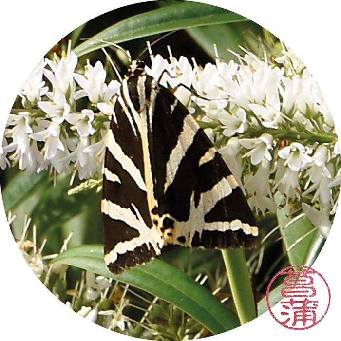 Spaanse Vlag – Euplagia quadripunctaria