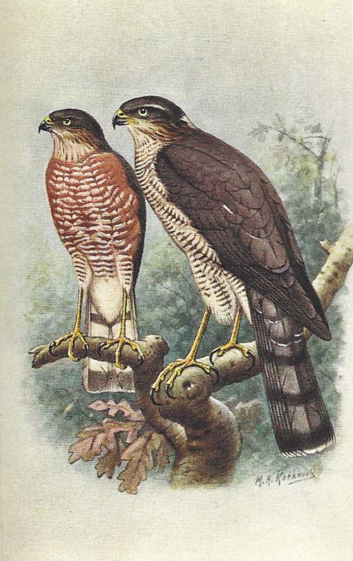 Sperwer – Accipiter nisus