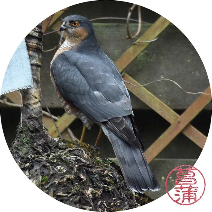 Sperwer – Accipiter nisus