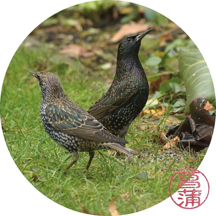 Spreeuw – sturnus vulgaris