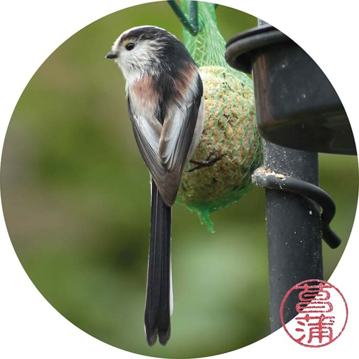 Staartmees – Aegithalos caudatus