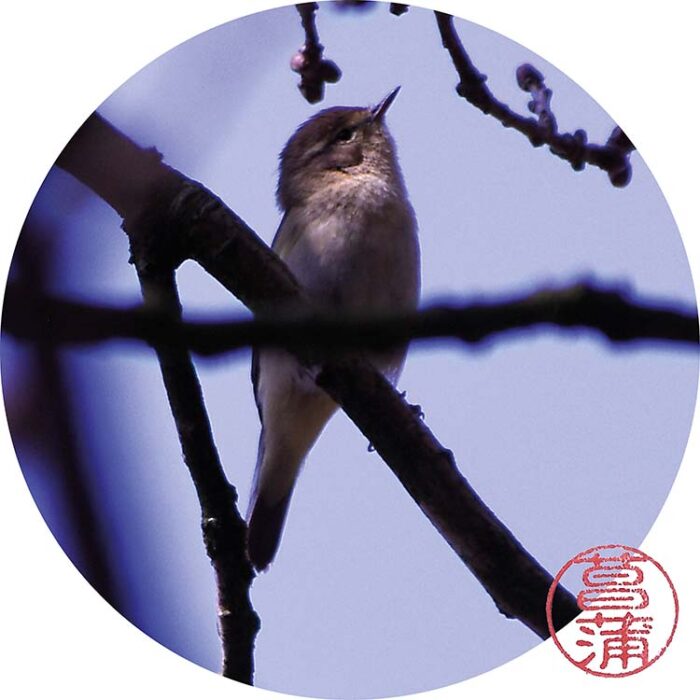 Tjiftjaf (Phylloscopus collybita)