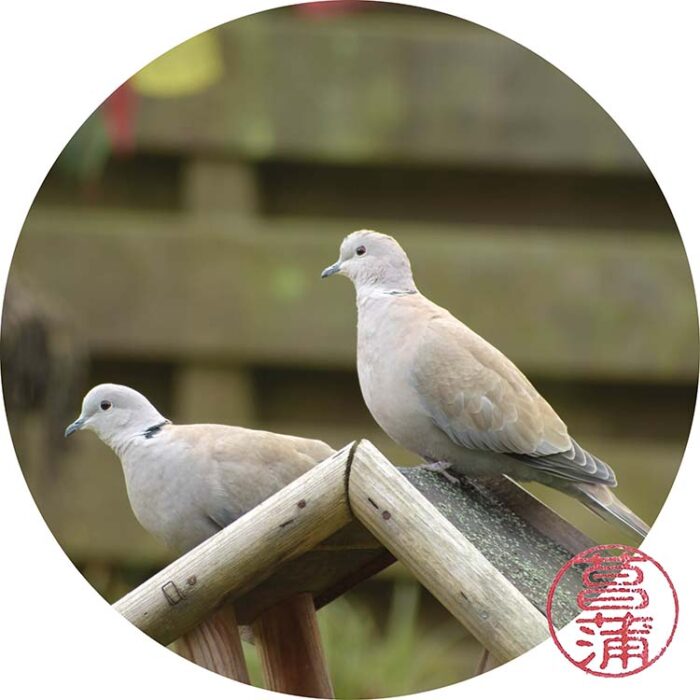 Turkse tortel – Streptopelia decaocto