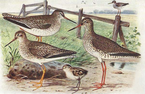 Tureluur – Tringa totanus