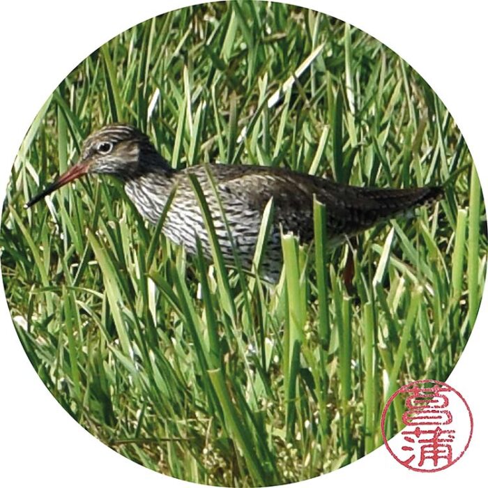 Tureluur – Tringa totanus