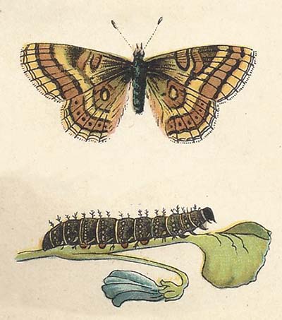 Veldparelmoervlinder – Melitaea cinxia