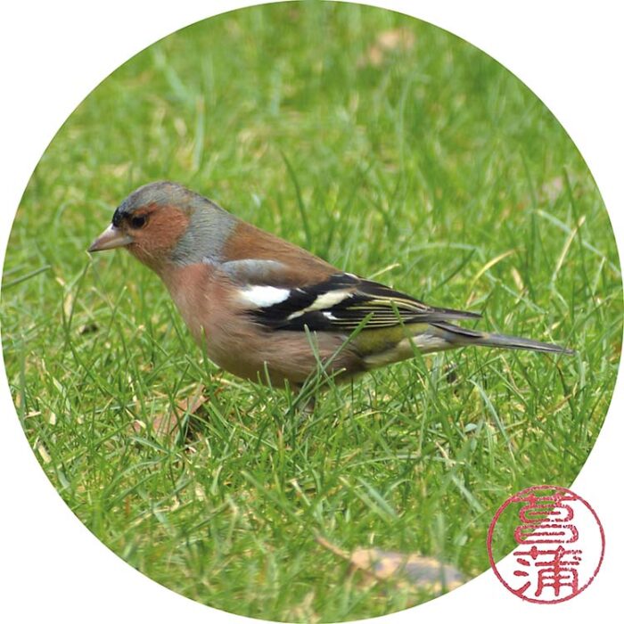 Vink – Fringilla coelebs