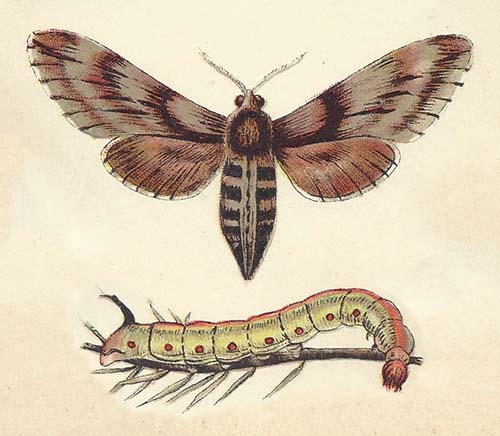 Wilgenhoutrups – Cossus cossus