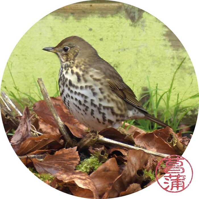 Zanglijster – Turdus philomelos