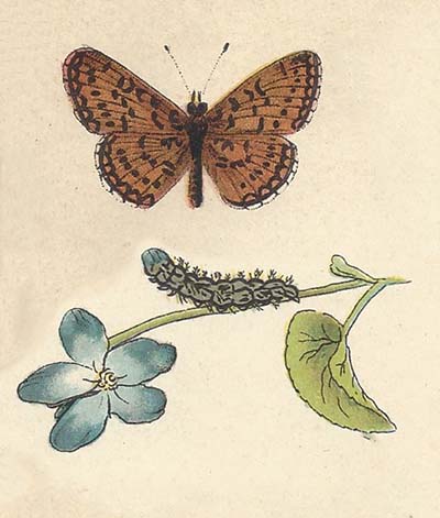 Zilveren maan – Boloria selene