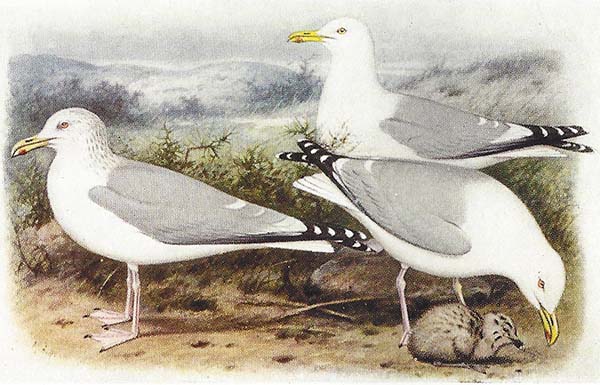 Zilvermeeuw – Larus argentatus