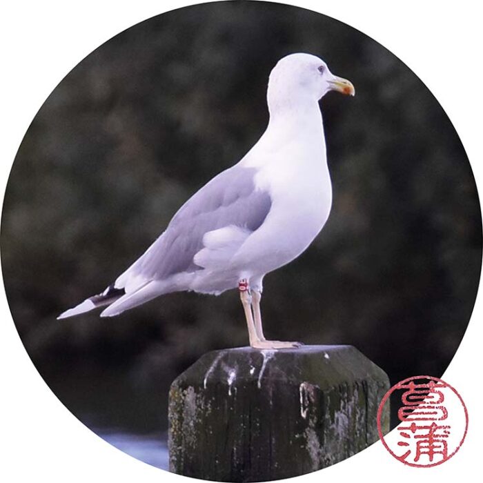Zilvermeeuw – Larus argentatus