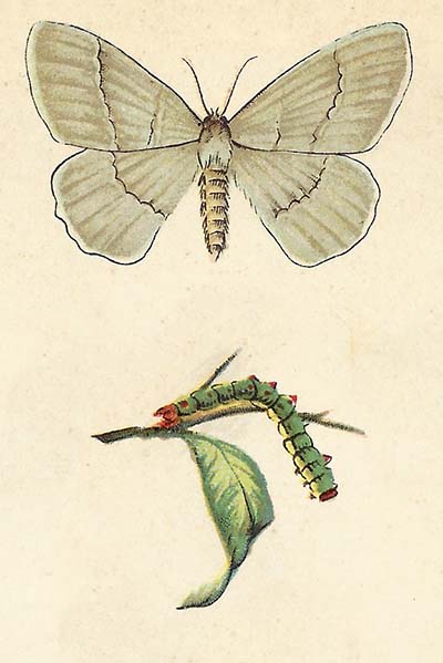 Zomervlinder – Geometra papilionaria