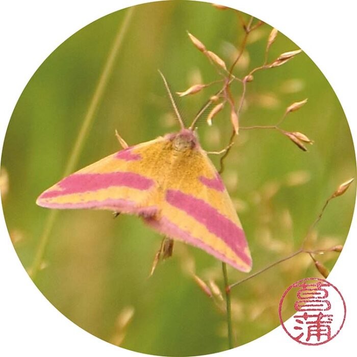 Zuringspanner – Lythria cruentaria