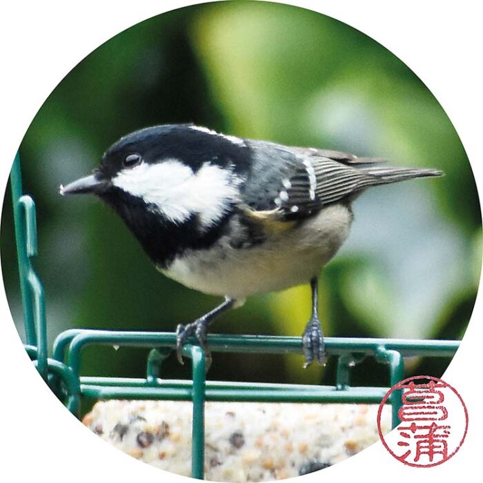 Zwarte Mees – Peripatus ater