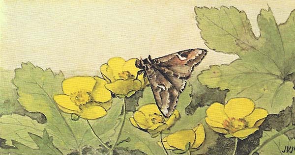 Gamma-uil (Autographa gamma)