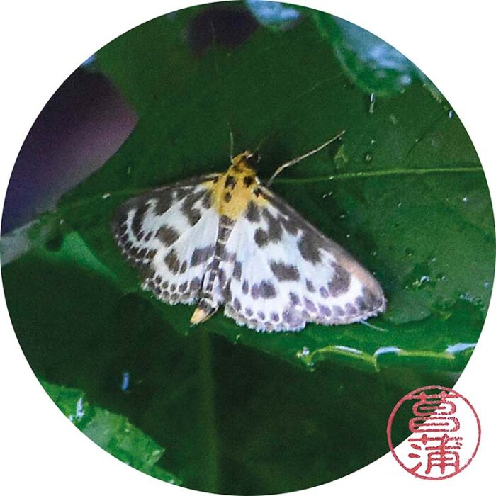 Bonte Brandnetelmot (Anania hortulata)