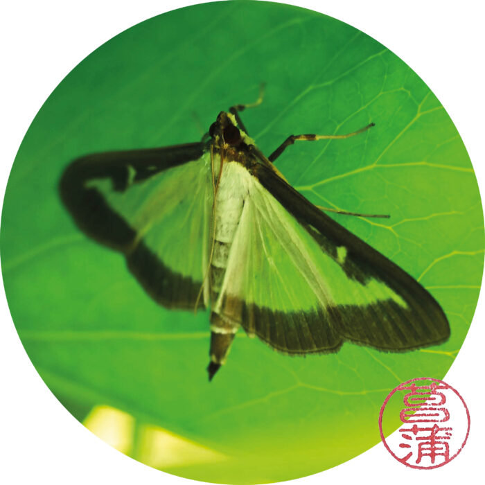 buxusmot (Cydalima perspectalis)