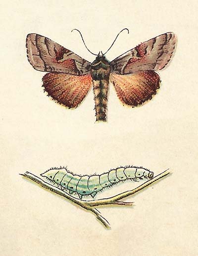 Gamma-uil (Autographa gamma)