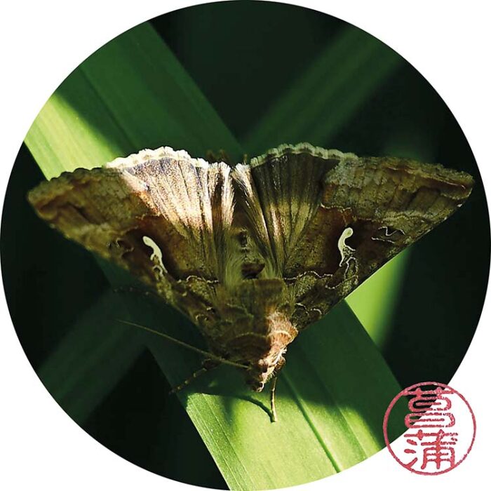 Gamma-uil (Autographa gamma)