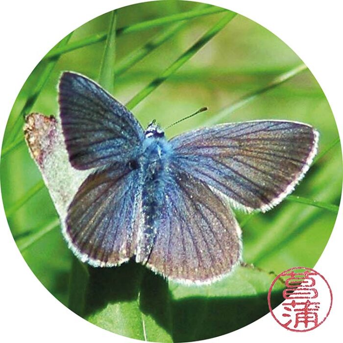 Klaverblauwtje (Cyaniris semiargus)