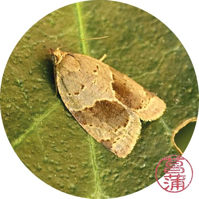 Klimopbladroller (Clepsis dumicolana)