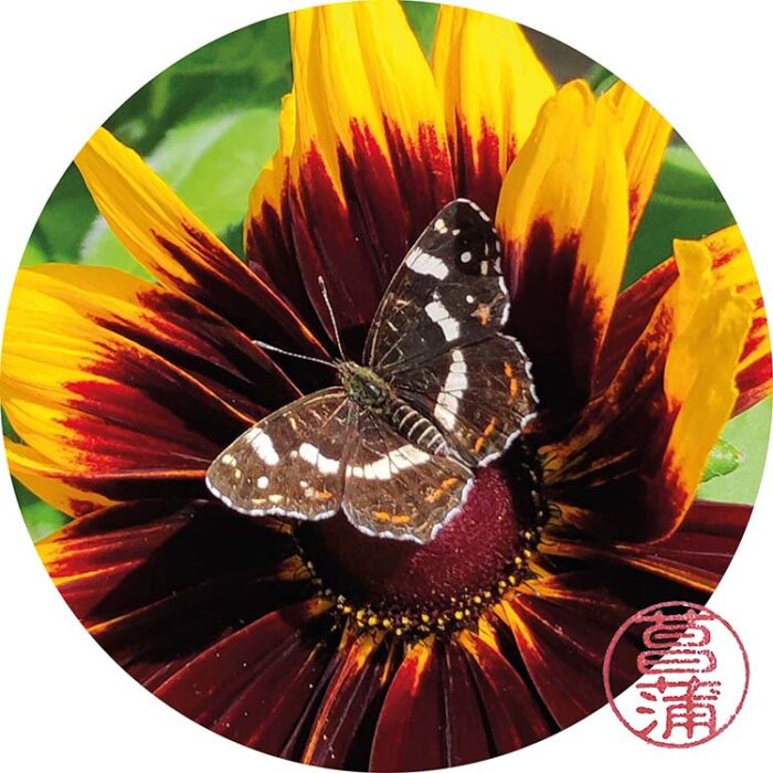 Landkaartje (Araschnia levana)