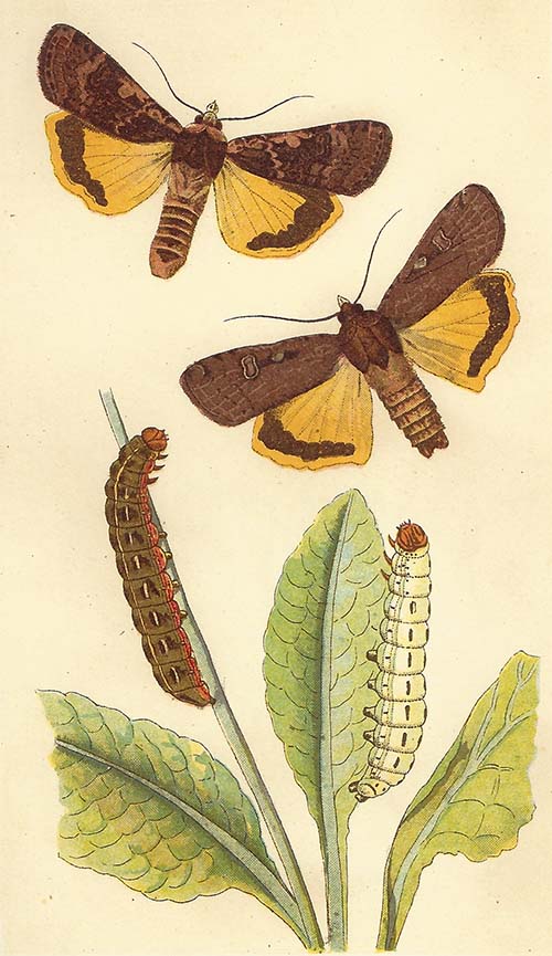 Huismoeder (Noctua pronuba)