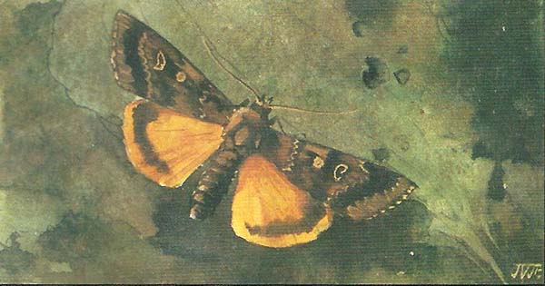 Huismoeder (Noctua pronuba)