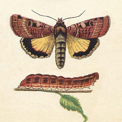 Huismoeder (Noctua pronuba)