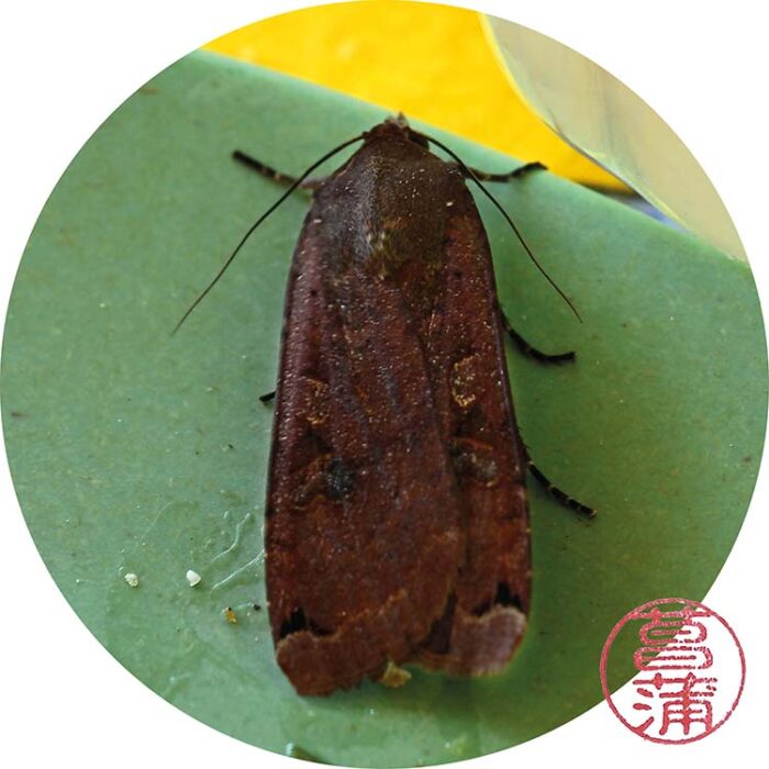 Huismoeder (Noctua pronuba)